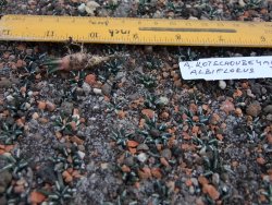Ariocarpus kotschoubeyanus albiflorus Tula IA 10 rostlin - 12374298