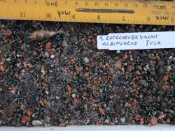 Ariocarpus kotschoubeyanus albiflorus Tula IA 10 rostlin - 12374299