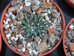 Ariocarpus kotschoubeyanus albiflorus Tula IA pot 5,5 cm - 12385891