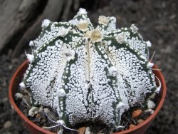 Astrophytum Super Kabuto snow hybrid, pot 7 cm - 12374548