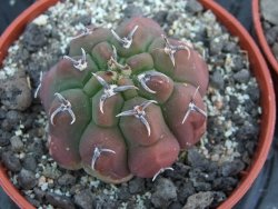 Gymnocalycium vatteri unguispinum pot 5,5 cm - 12399013