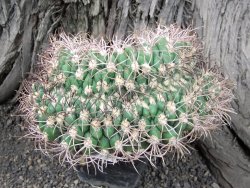 Gymnocalycium tilcarense cristata 13x11x8