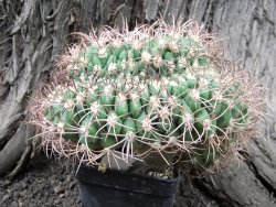 Gymnocalycium tilcarense cristata 13x11x8 - 12374819