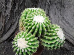 Echinocactus grusonii inermis 15x12x9 cm - 12375065