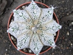 Astrophytum Super Kabuto snow hybrid pot 8,5 cm - 12375165