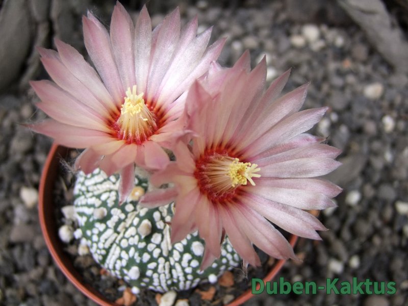 Astrophytum x Super Kabuto A/B flower, pot 7 cm