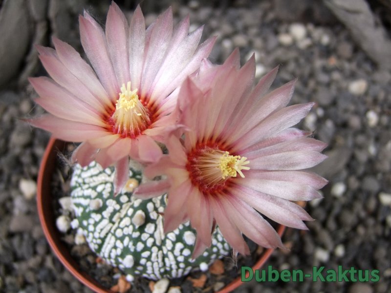 Astrophytum x Super Kabuto A/B flower, pot 7 cm