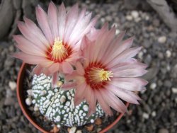 Astrophytum x Super Kabuto A/B flower, pot 7 cm