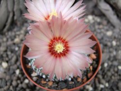 Astrophytum x Super Kabuto A/B flower, pot 7 cm - 12376333