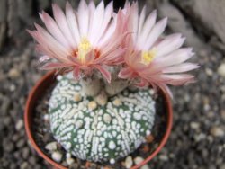 Astrophytum x Super Kabuto A/B flower, pot 7 cm - 12376334