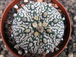 Astrophytum x Super Kabuto A/B flower, pot 7 cm - 12376335