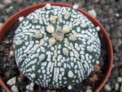 Astrophytum x Super Kabuto A/B flower, pot 7 cm - 12376336