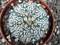 Astrophytum x Super Kabuto A/B flower, pot 7 cm - 12376337