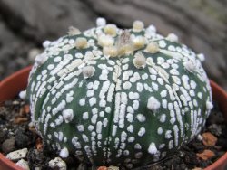 Astrophytum x Super Kabuto A/B flower, pot 7 cm - 12376338