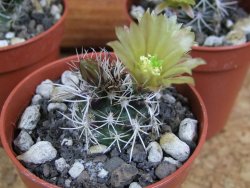 Echinocereus davisii pot 5,5 cm