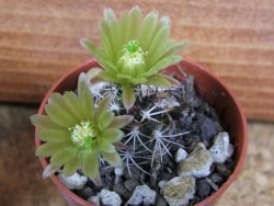 Echinocereus davisii pot 5,5 cm - 12377120