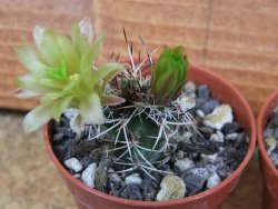 Echinocereus davisii pot 5,5 cm - 12377122