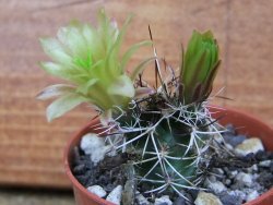 Echinocereus davisii pot 5,5 cm - 12377123