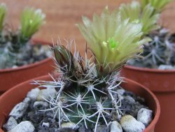 Echinocereus davisii pot 5,5 cm - 12377124