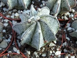Astrophytum niveum pot 5,5 cm - 12377134