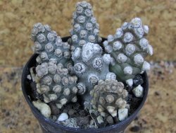 Tephrocactus molinensis pot 5,5 cm