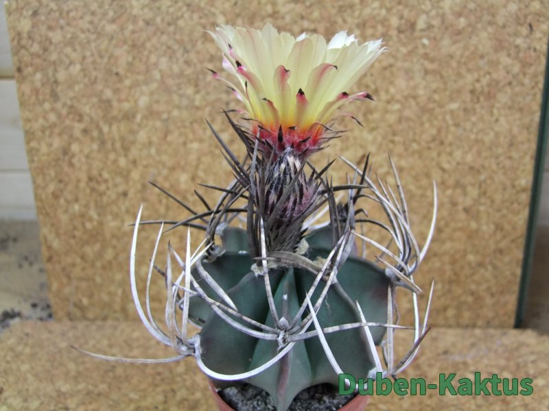 Astrophytum niveum nudum pot 6,5 cm