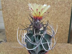 Astrophytum niveum nudum pot 6,5 cm