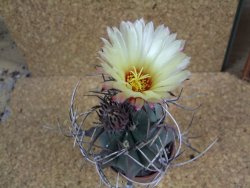 Astrophytum niveum nudum pot 6,5 cm - 12377680