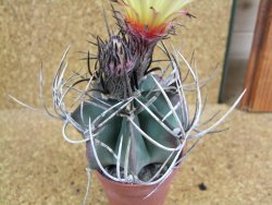 Astrophytum niveum nudum pot 6,5 cm - 12377681