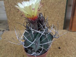 Astrophytum niveum nudum pot 6,5 cm - 12377682