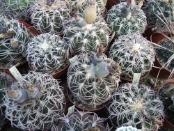 Gymnocalycium spegazzinii punillaense Tom 06-81/1 El Obelisco pot 5,5 cm - 12380402