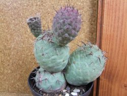 Tephrocactus geometricus XXL šířka 13 cm