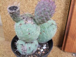 Tephrocactus geometricus XXL šířka 13 cm - 12378383