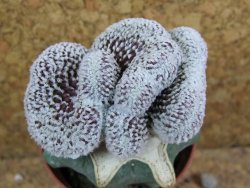 Copiapoa lauii cristata pot 5,5 cm R