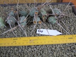 Tephrocactus articulatus offshoots - 12378683