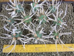 Tephrocactus articulatus papyracanthus offshoots - 12378719