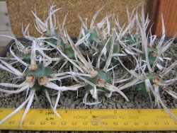 Tephrocactus articulatus papyracanthus offshoots - 12378720