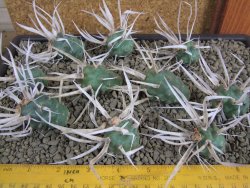 Tephrocactus articulatus papyracanthus offshoots - 12378721