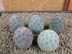 Tephrocactus geometricus pět odnoží velikost L