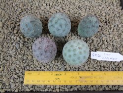 Tephrocactus geometricus pět odnoží velikost L - 12378806