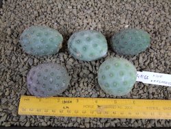 Tephrocactus geometricus pět odnoží velikost L - 12378807