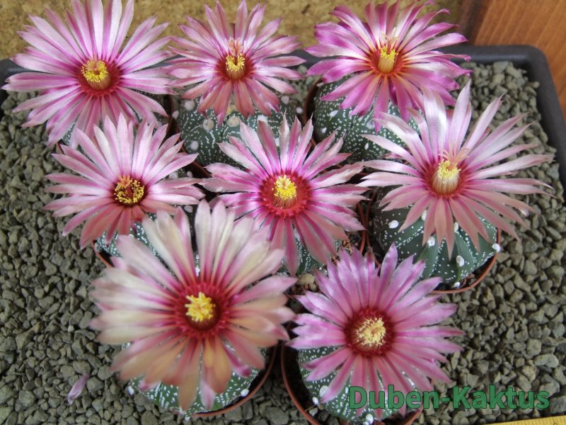 Astrophytum X asterias A flower pot 5,5 cm