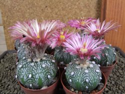 Astrophytum X asterias A flower pot 5,5 cm - 12378949