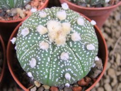 Astrophytum X asterias A flower pot 5,5 cm - 12378951