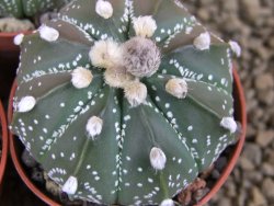 Astrophytum X asterias A flower pot 5,5 cm - 12378952