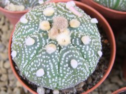 Astrophytum X asterias A flower pot 5,5 cm - 12378954