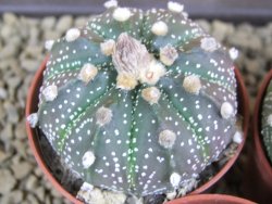 Astrophytum X asterias A flower pot 5,5 cm - 12378955