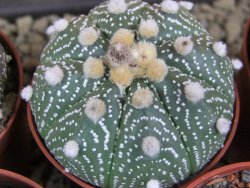 Astrophytum X asterias A flower pot 5,5 cm - 12378956