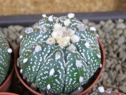 Astrophytum X asterias A flower pot 5,5 cm - 12378957