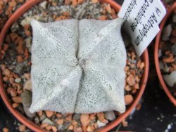 Astrophytum coahuilense quadricostatum, pot 5,5 cm